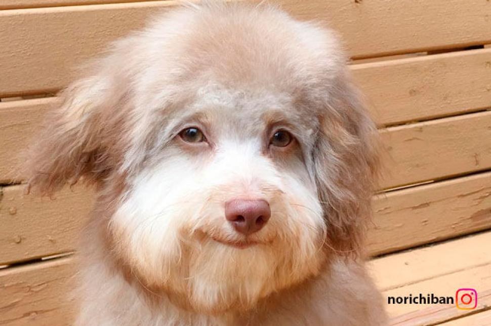 Perro con cara de humano se vuelve tendencia Semanario La Calle Perro con cara de humano se vuelve tendencia Semanario La Calle